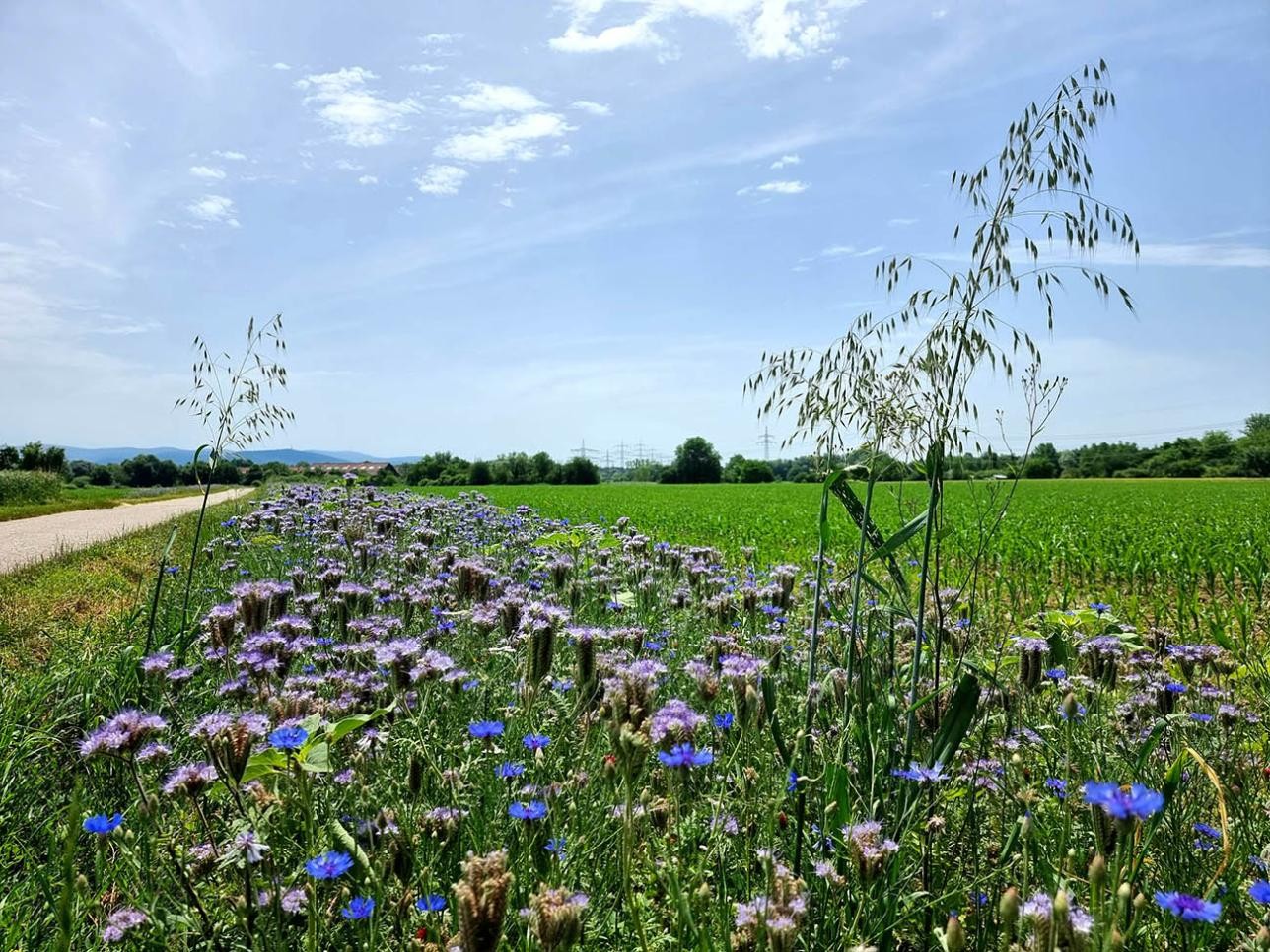 Blumen am Wegrand im Naturschutzgebiet in Rastatt