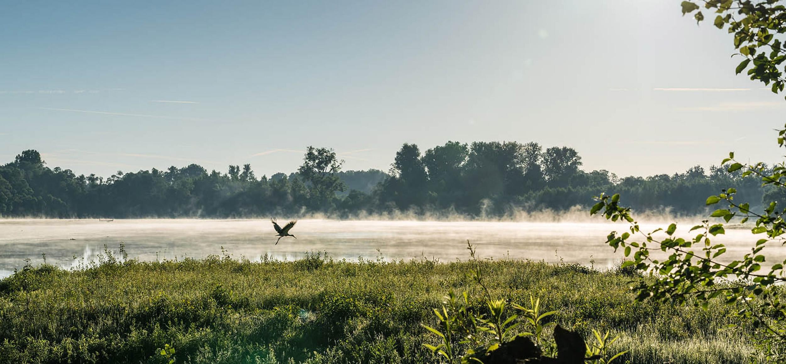 Rheinauen bei Plittersdorf. Foto: Joachim Gerstner Rheinauen Rastatt. Vogel fliegt über den Nebel