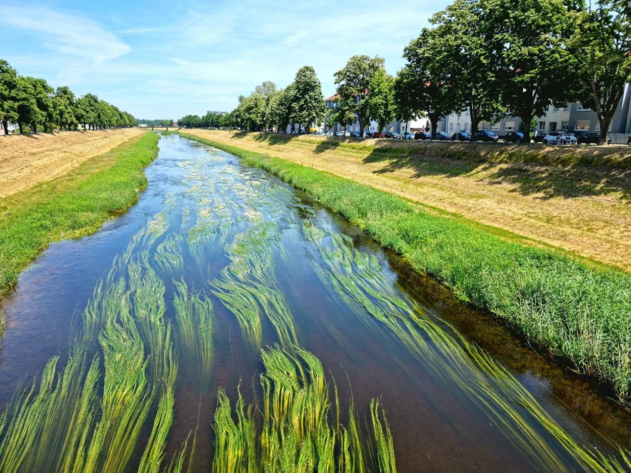 Murg im Sommer in Rastatt