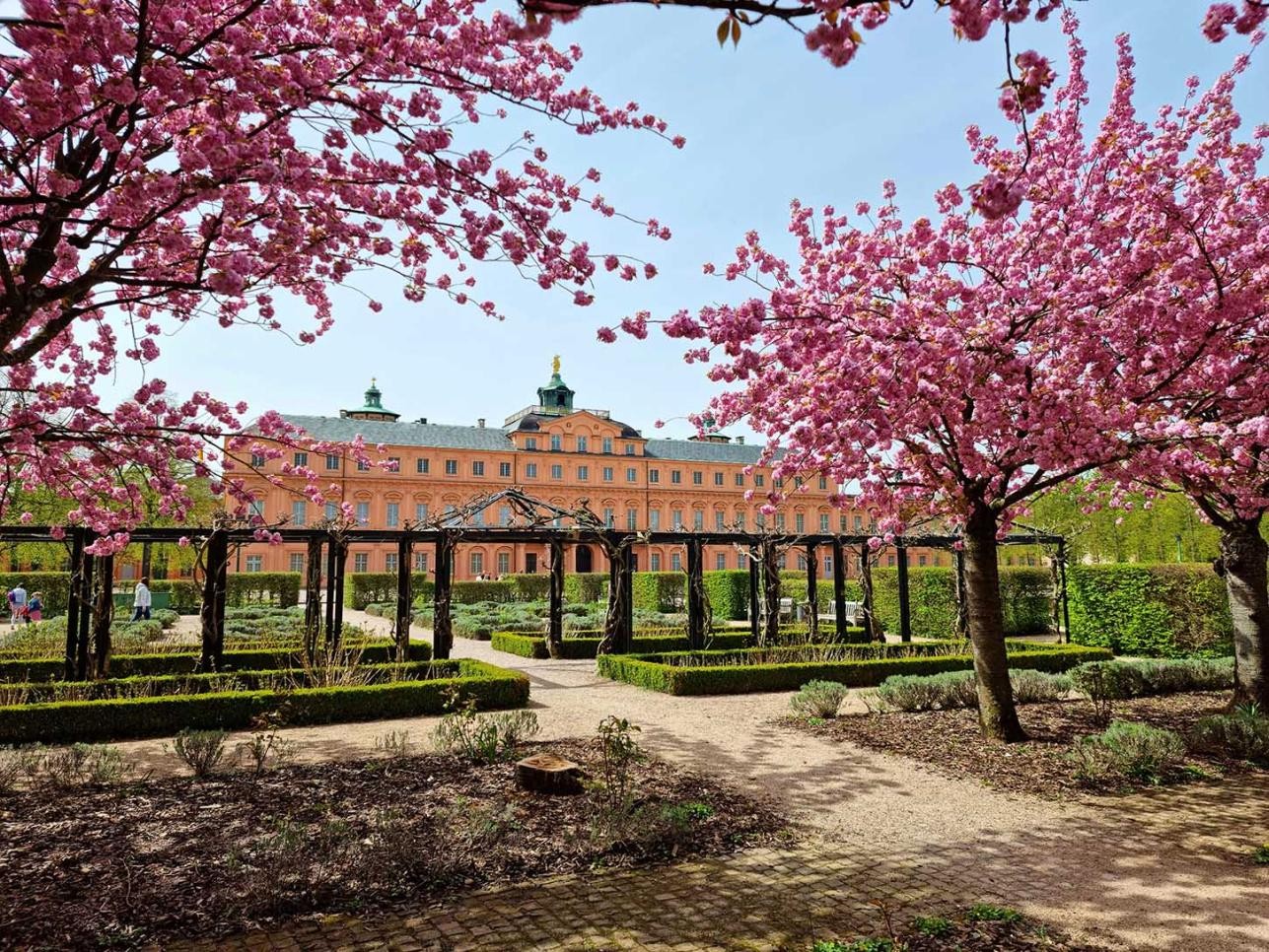 Pink flowering ornamental cherries in the palace garden in Rastatt