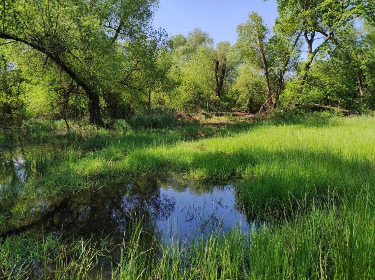 Rastatter Bruch: Führung durch das Niedermoor. Foto: Christian Damm Weidenwald an Blänke Foto Christian Damm.jpg