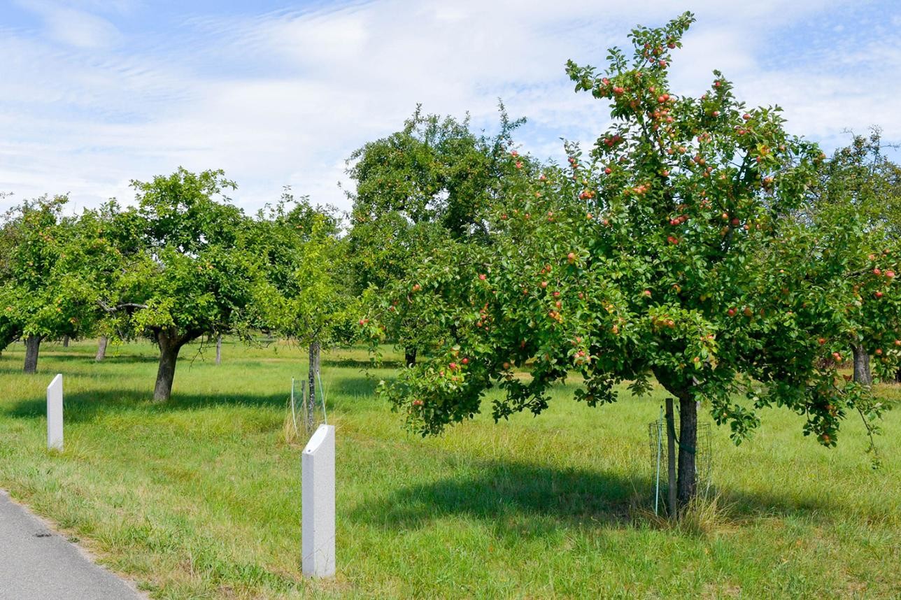 Orchard meadow in Rastatt