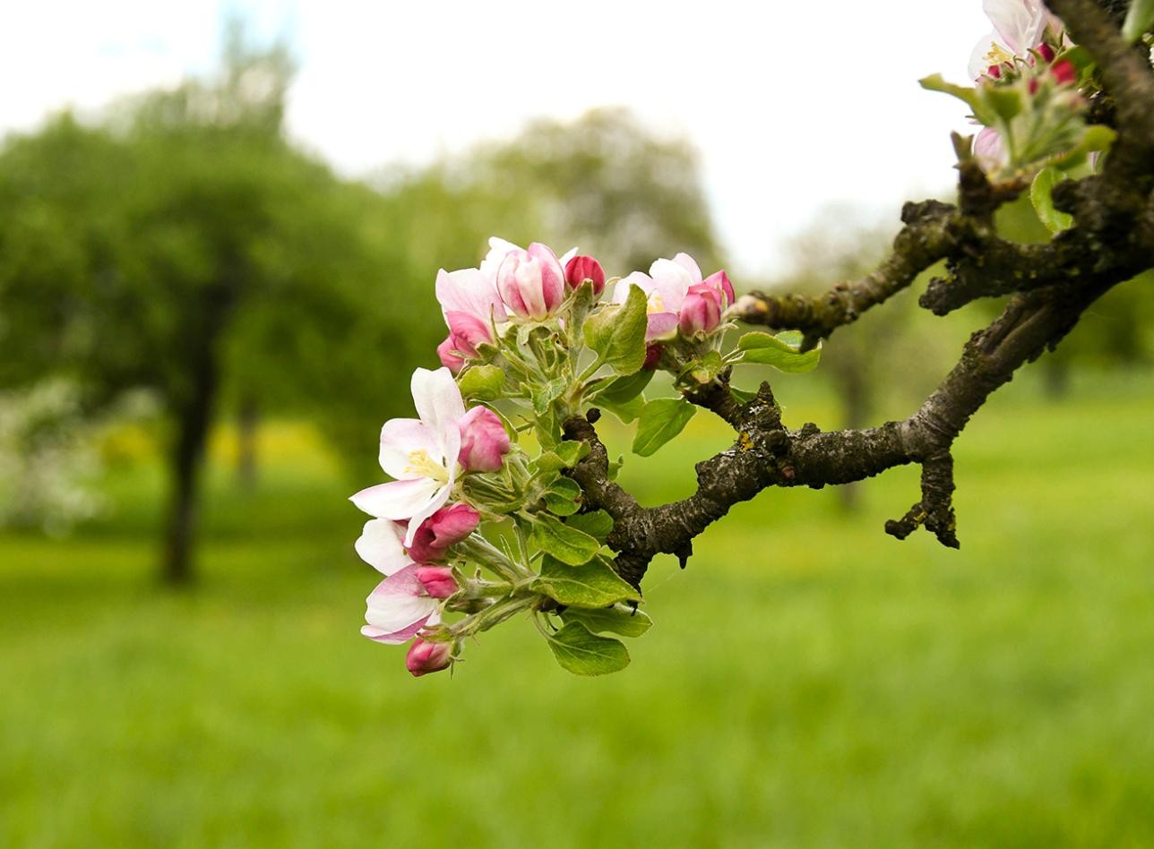 Streuobstwiese in Rastatt
