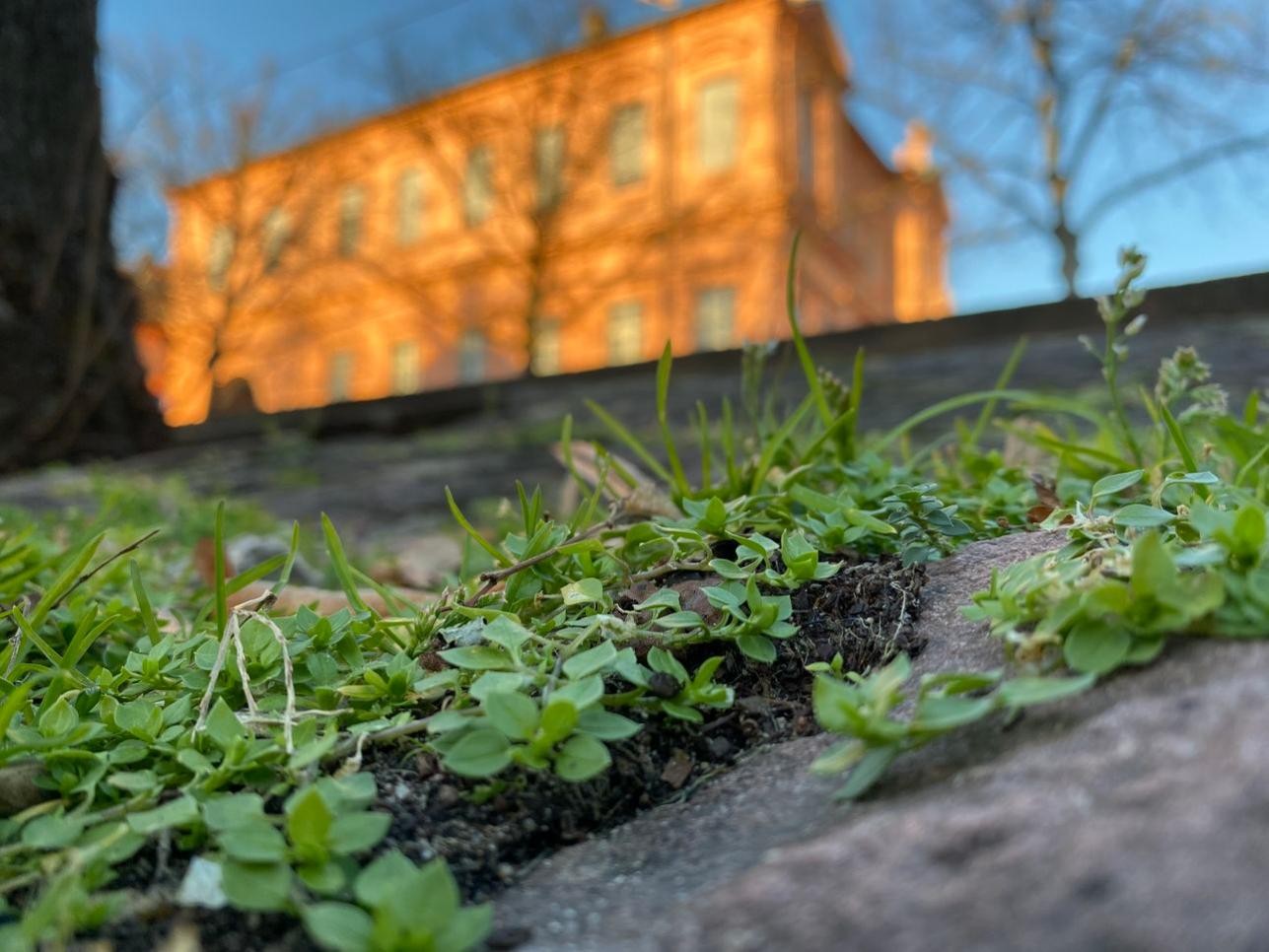 Mit einer Kräuterfrau geht es am Freitag, 29. Mai, bei einer Kräuterführung durch Rastatt. Foto: Wiebke Freund/ Stadt Rastatt Kräuter